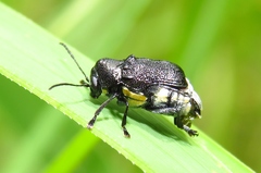Aporocera scabrosa