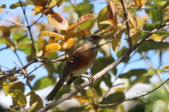 Turdus rufopalliatus