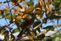 Turdus rufopalliatus
