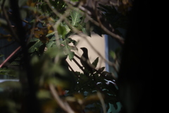 Saltator grandis