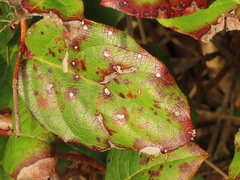 Mycosphaerella chimaphilae