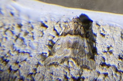 Cobubatha dividua