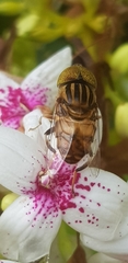 Eristalinus