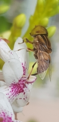Eristalinus