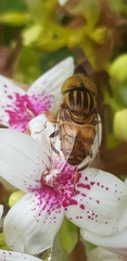 Eristalinus