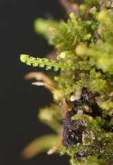 Cephaloziella turneri