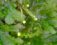 Cephaloziella turneri