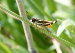 Macrotona australis