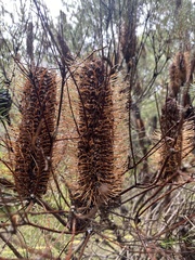 Banksia ericifolia