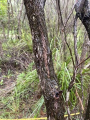 Banksia ericifolia