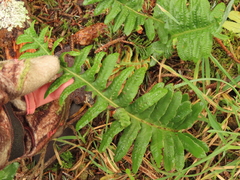 Polypodium calirhiza image
