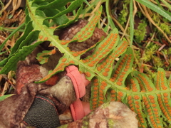 Polypodium calirhiza image