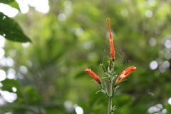 Stenostephanus