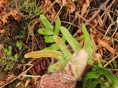 Polypodium scouleri image