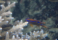 Neoglyphidodon polyacanthus