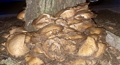 Pleurotus ostreatus