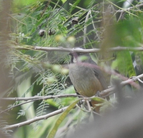 Cinnamon-bellied Saltator (Saltator grandis), photo 8
