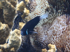 Amphiprion mccullochi