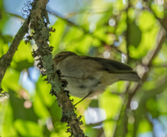 Phylloscopus umbrovirens