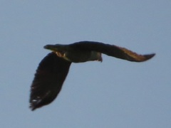 Amazona autumnalis autumnalis