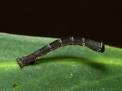 Pholodes sinistraria