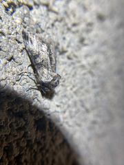 Abrostola parvula