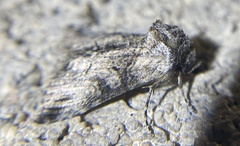Abrostola parvula