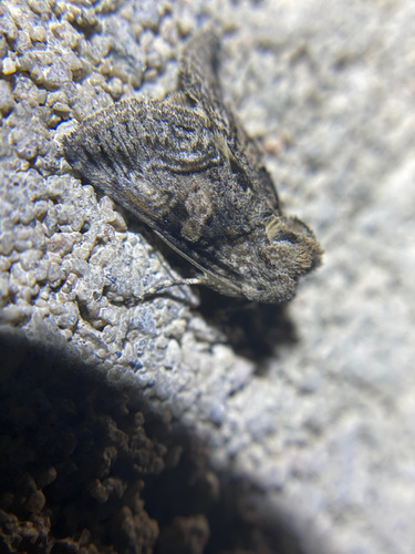 iNaturalist observation photo of Abrostola parvula