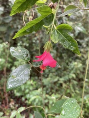 Hibiscus poeppigii