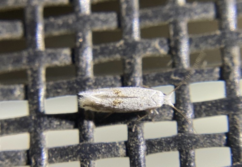 iNaturalist observation photo of Butterflies and Moths