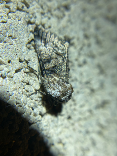 iNaturalist observation photo of Abrostola parvula