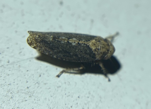 iNaturalist observation photo of Excultanus