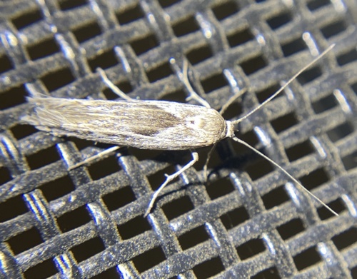 iNaturalist observation photo of Curved-horn Moths