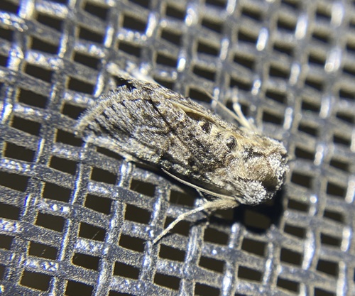 iNaturalist observation photo of Oxycnemis fusimacula
