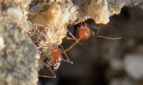 iNaturalist observation photo of North American Honeypot Ants