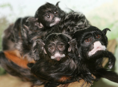White-Lipped Tamarin photo 4