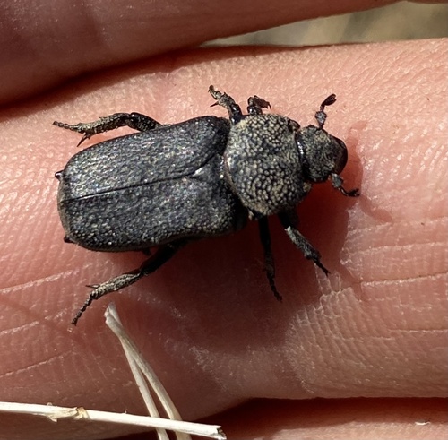 iNaturalist observation photo of Cremastocheilus quadratus