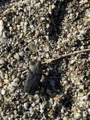 Cremastocheilus quadratus