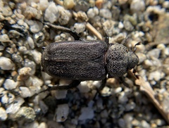 Cremastocheilus quadratus