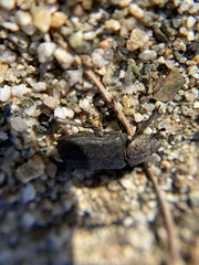 Cremastocheilus quadratus