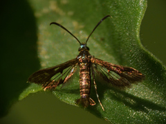 Synanthedon hela