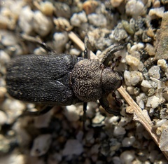 Cremastocheilus quadratus