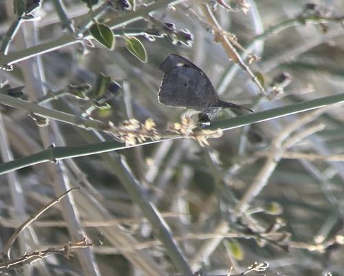 iNaturalist observation photo of American Snout