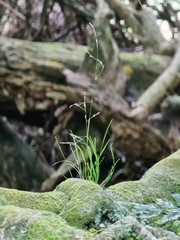 Poa matthewsii