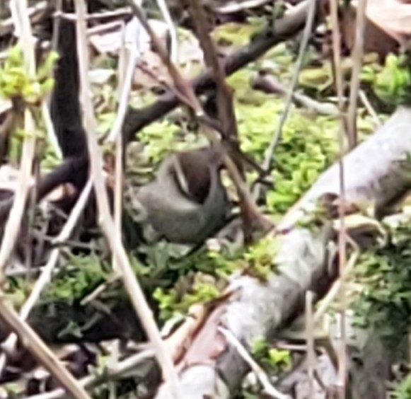 Bewick's Wren (Thryomanes bewickii)