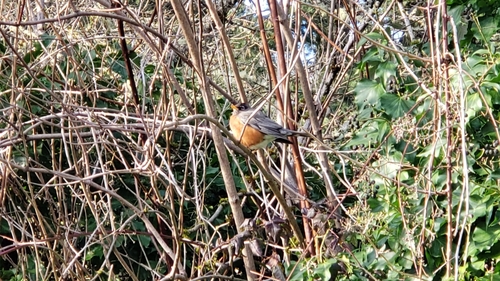 American Robin photographed in Washington