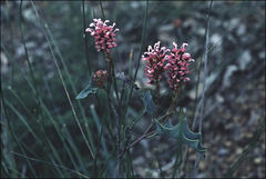 Grevillea quercifolia