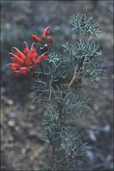 Grevillea wilsonii