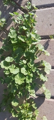 Malva parviflora