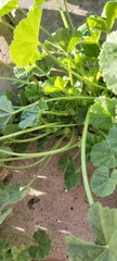 Malva parviflora